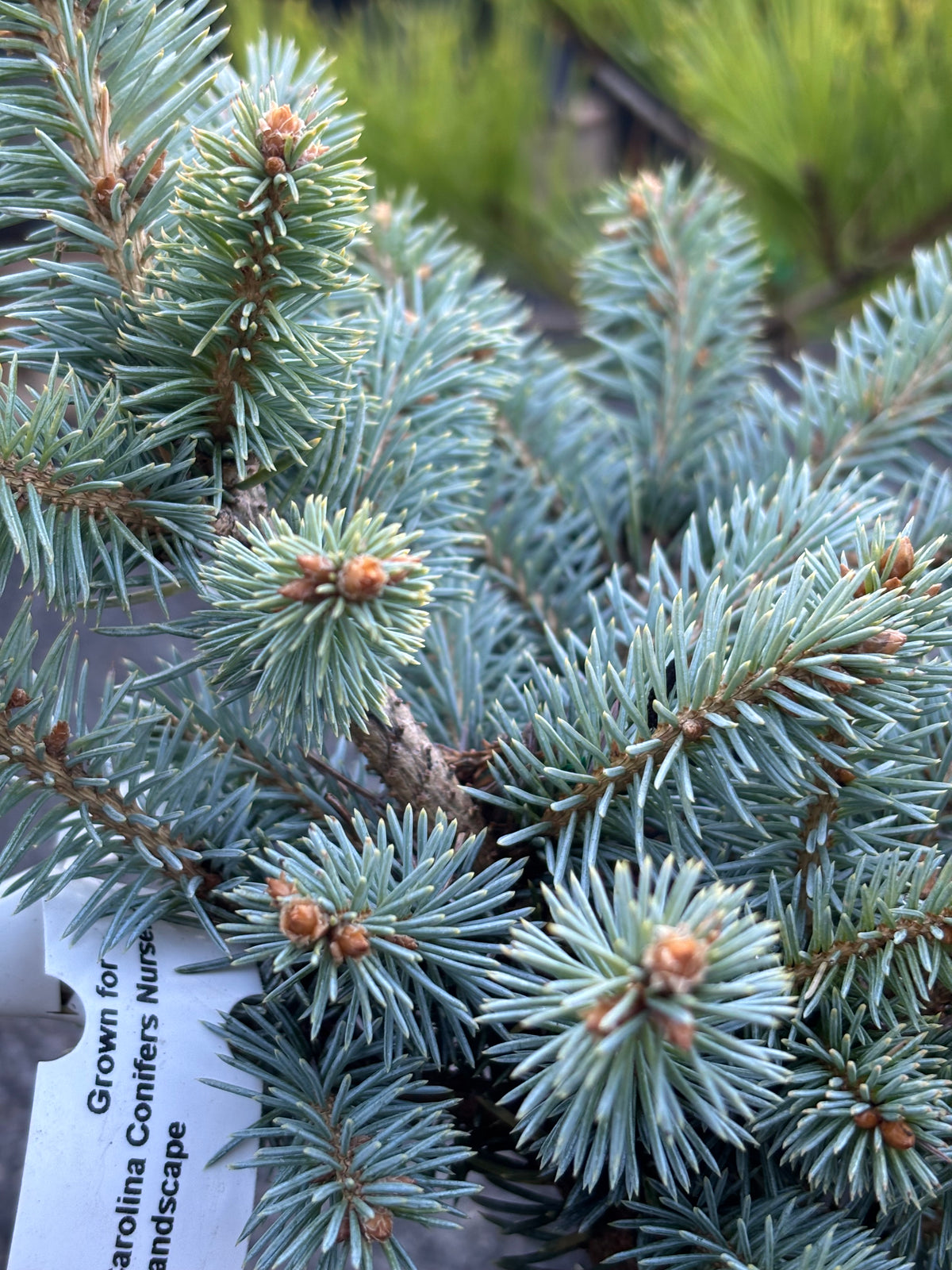 Picea pungens ‘Bob’s Broom’