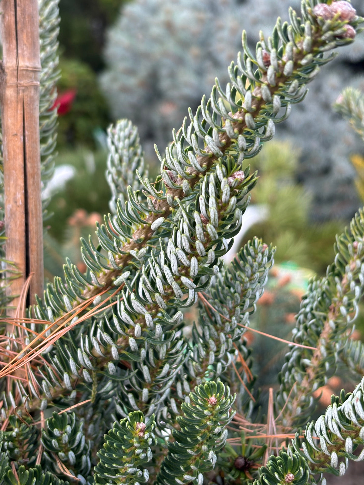 Abies koreana ‘Horstmann’s Silberlocke’
