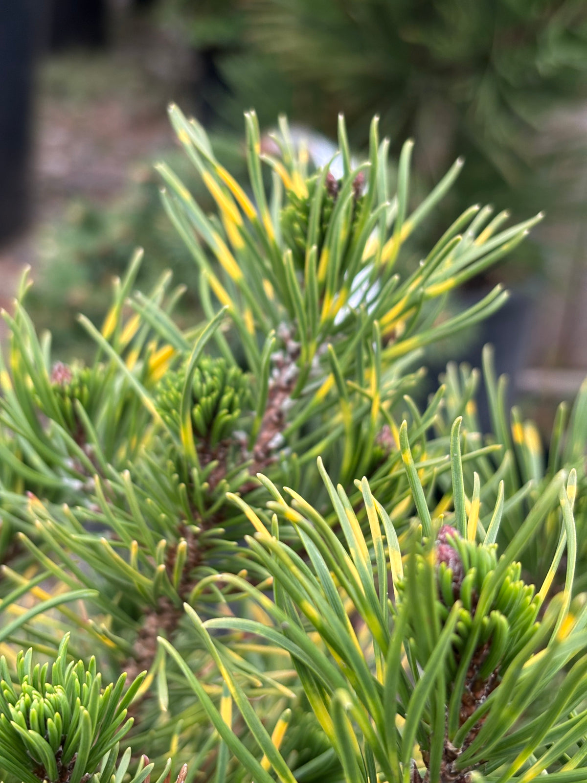 Pinus mugo ‘Agatka’