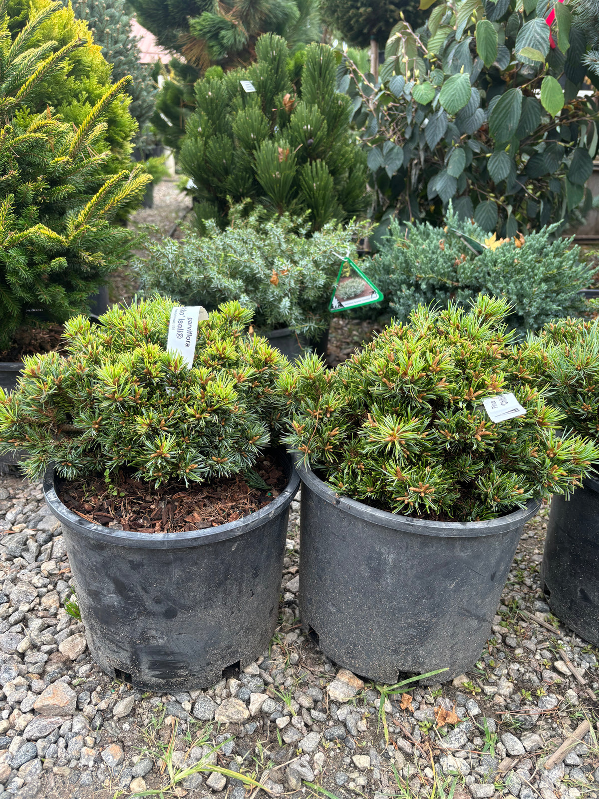 Pinus parviflora ‘Chibikko’
