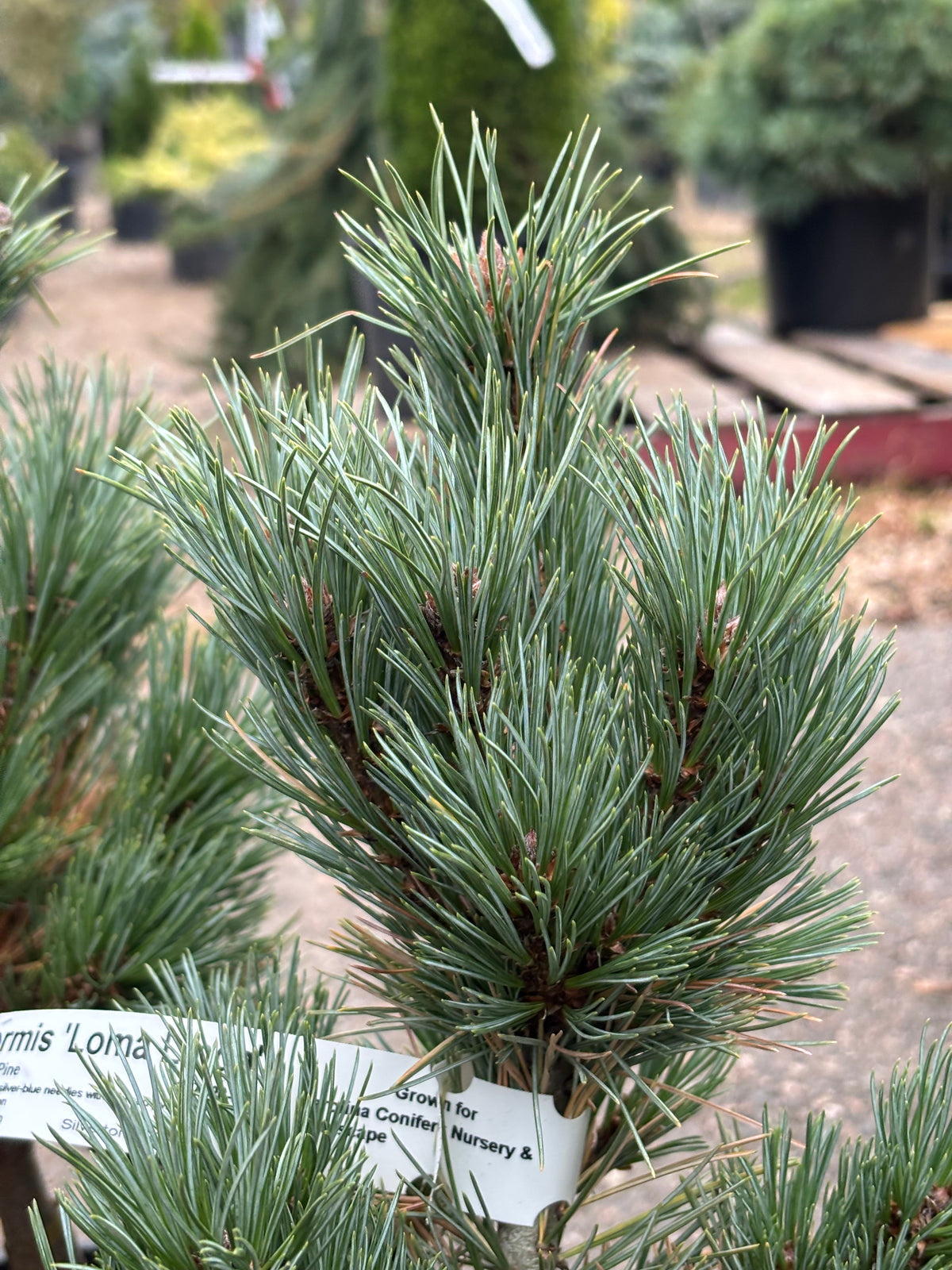 Pinus strobiformis ‘Loma Linda’