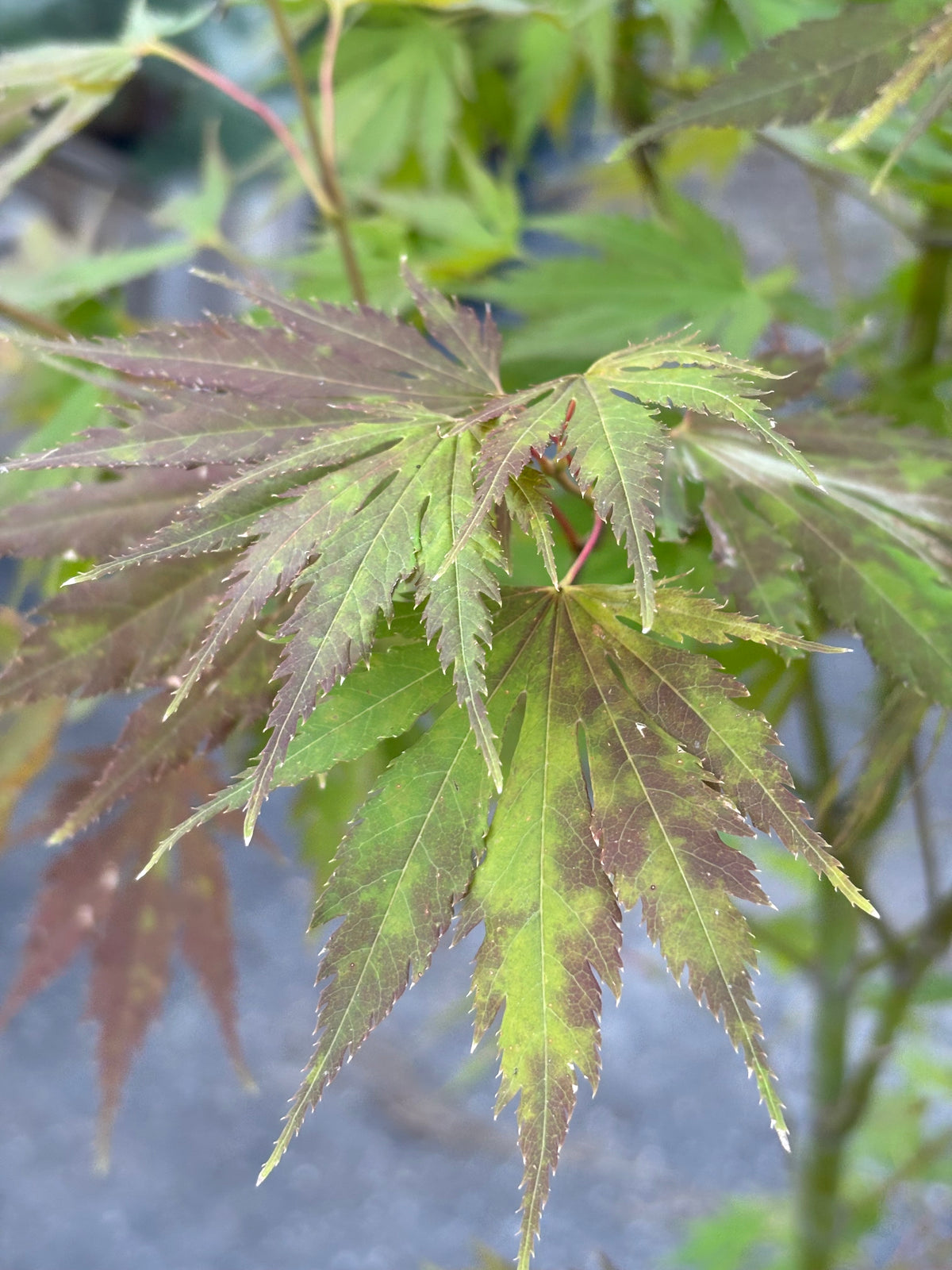 Arctic Jade® Maple – Jack Frost® Collection