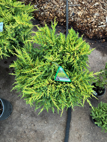 Daub’s Frosted Juniper