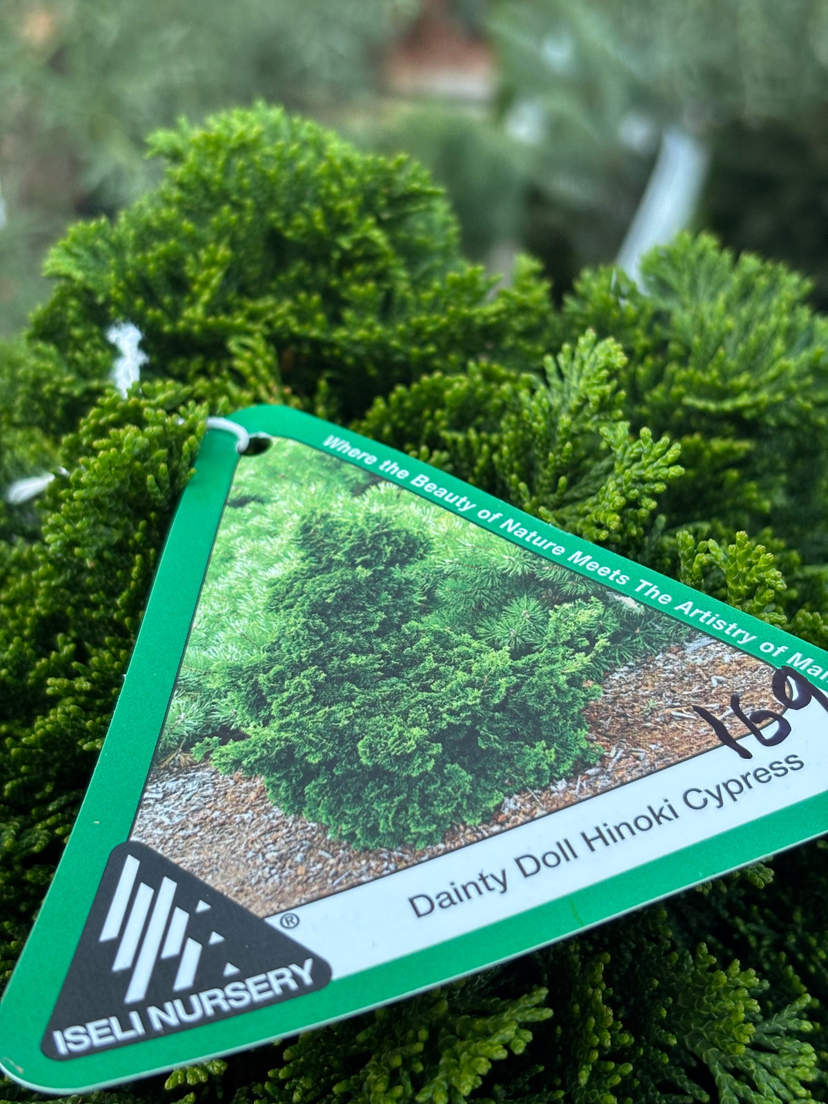 Chamaecyparis obtusa ‘Dainty Doll’