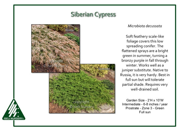 Microbiota decussata Siberian Cypress