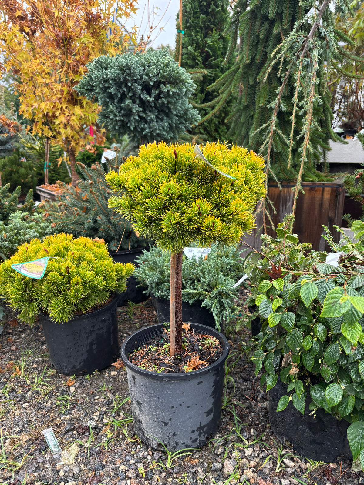 Pinus mugo ‘Laarheide’