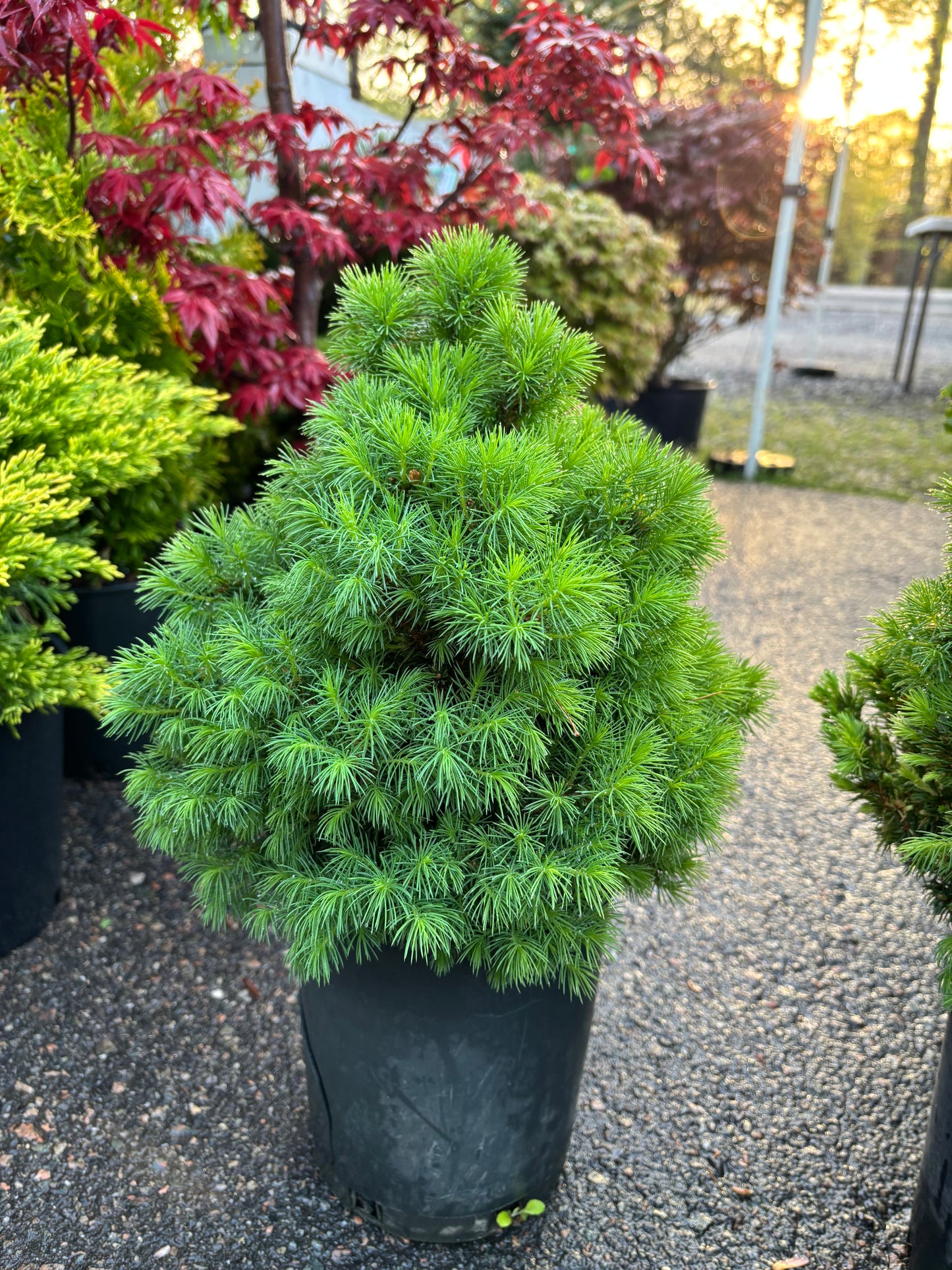 Picea glauca ‘Humpty Dumpty’ Dwarf Alberta Spruce