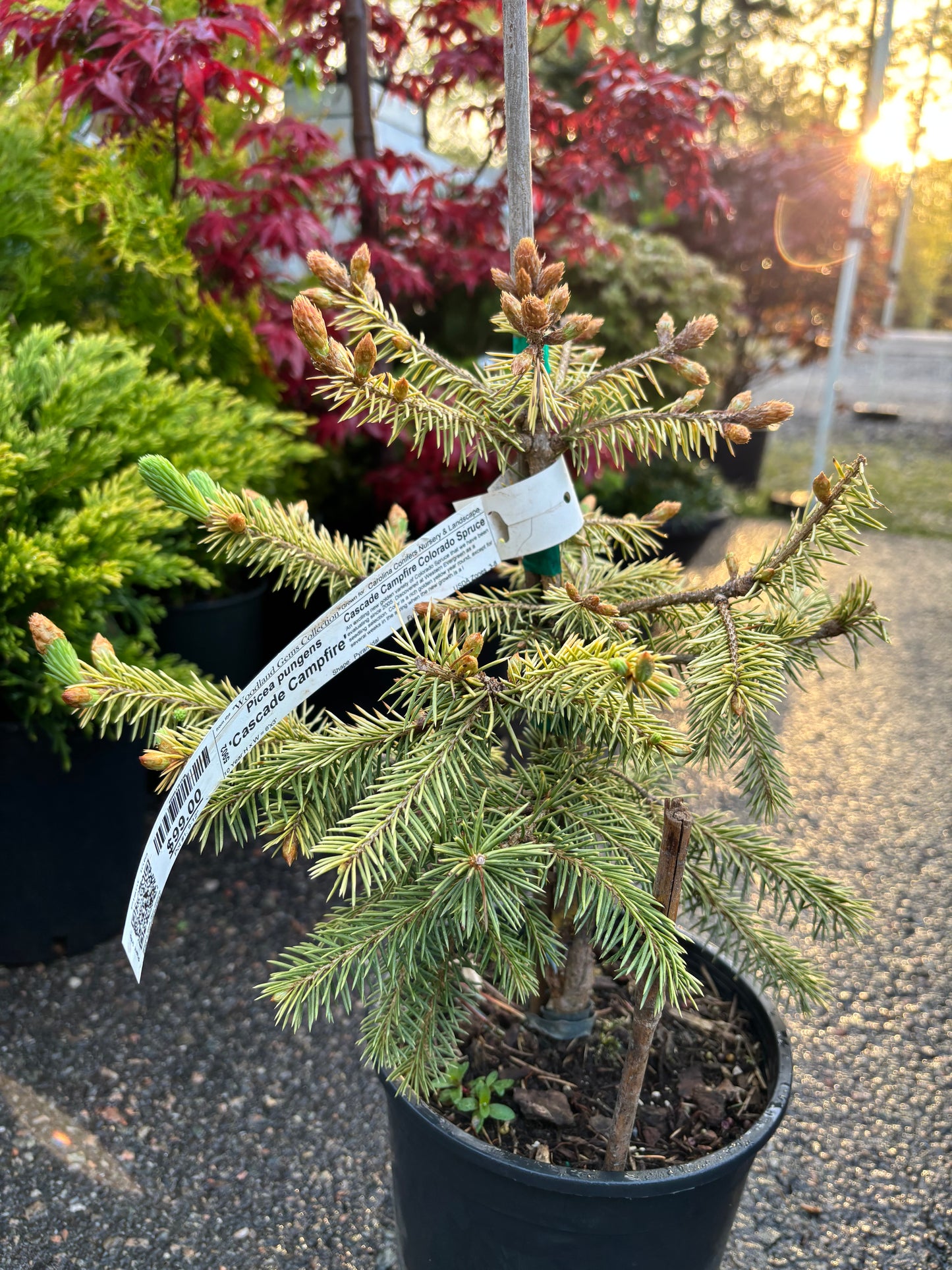 Picea pungens ‘Cascade Campfire’
