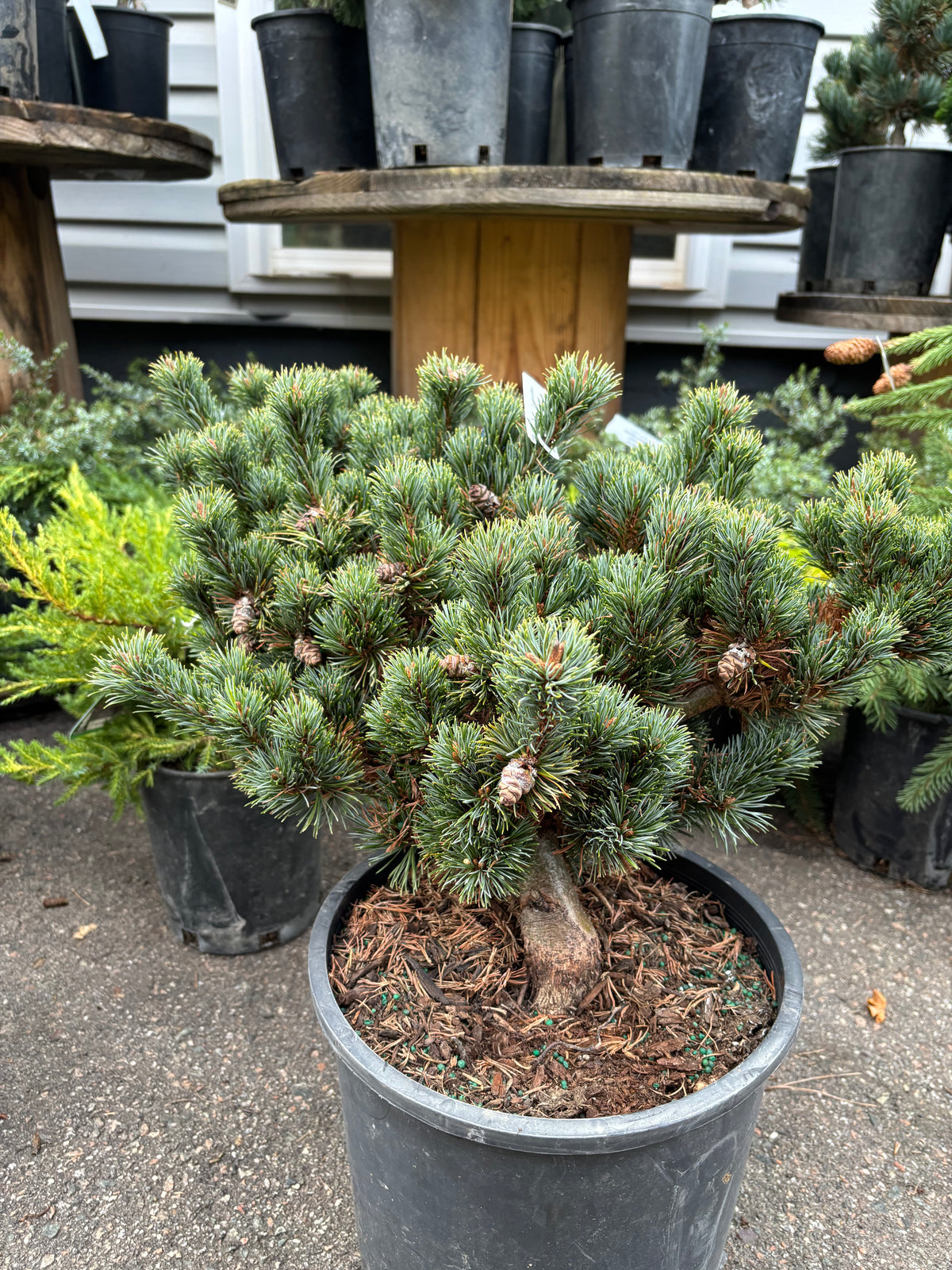 Pinus parviflora ‘Kinpo’