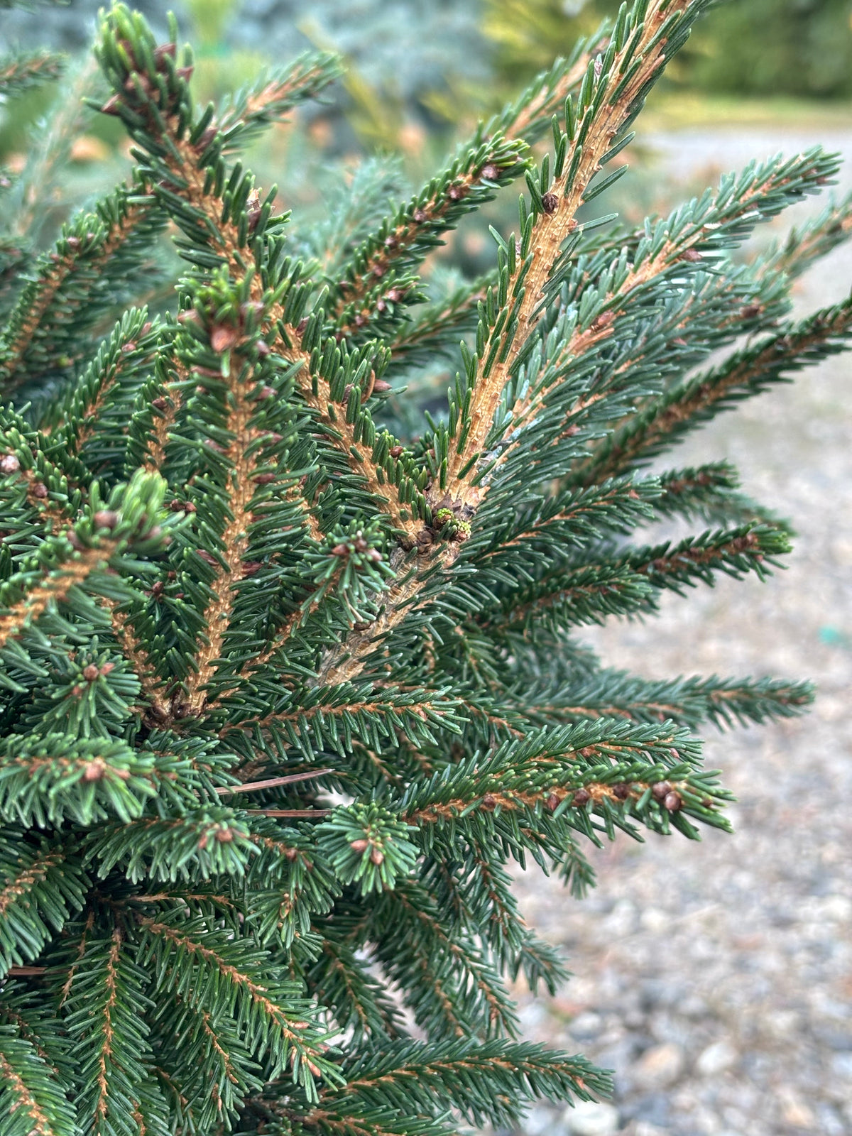 Picea orientalis ‘Shadow Broom’