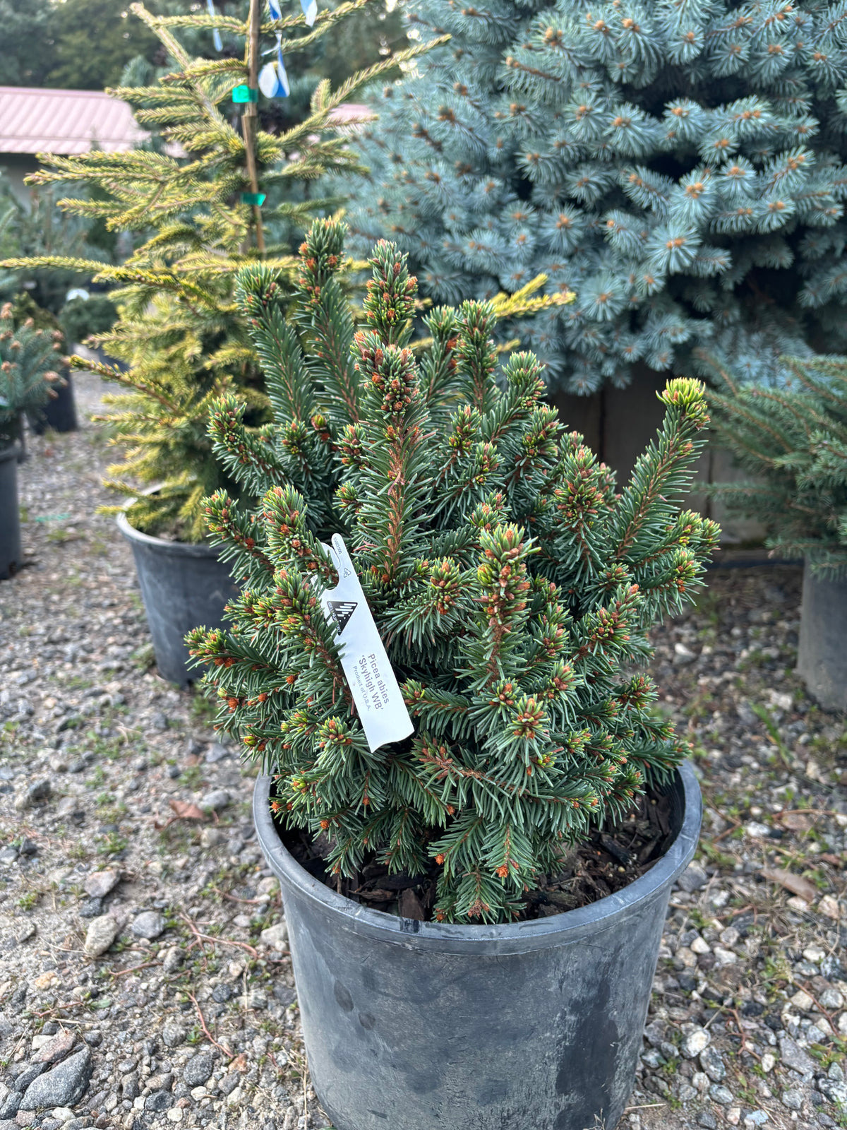 Picea abies ‘Skyhigh WB’