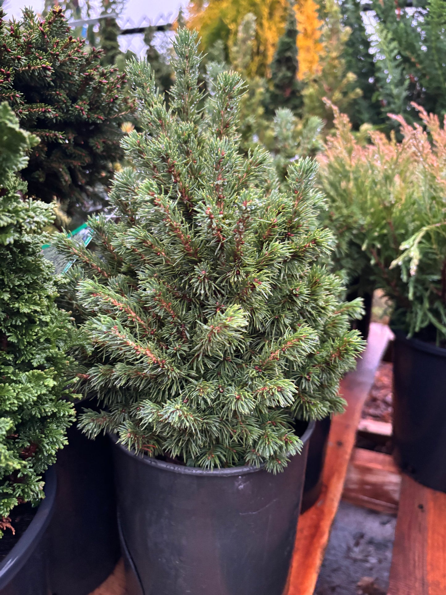 Picea glauca ‘Humpty Dumpty’ Dwarf Alberta Spruce