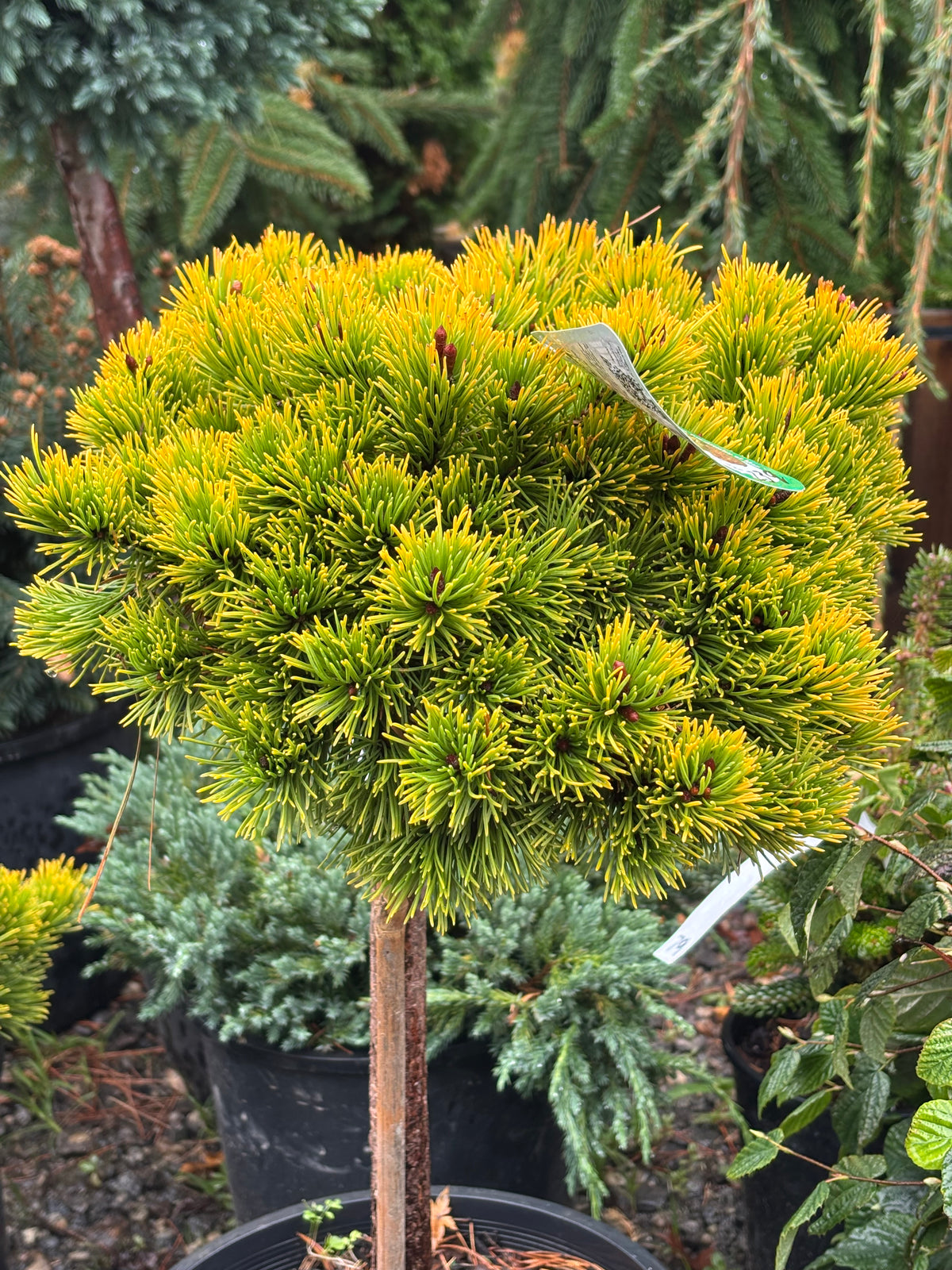 Pinus mugo ‘Laarheide’