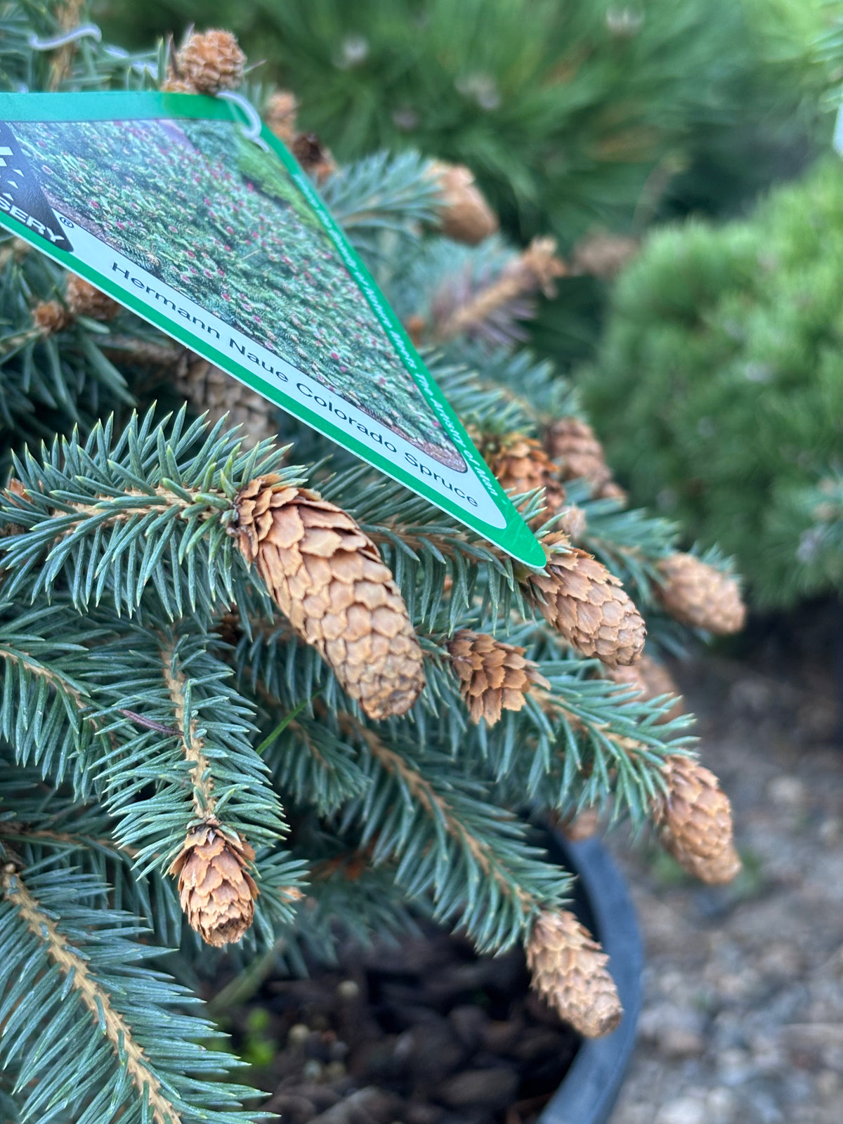 Picea pungens ‘Hermann Naue’ Red Coned Colorado Blue Spruce