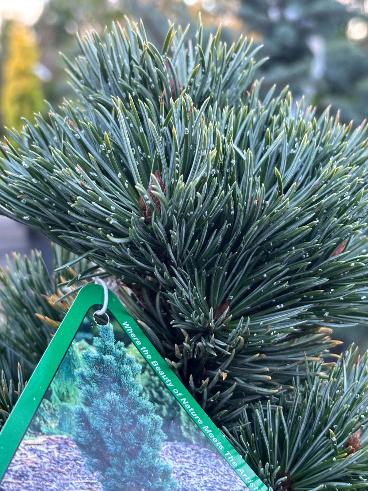 Pinus aristata 'Horstmann'