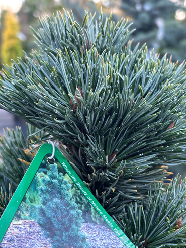 Pinus aristata 'Horstmann'