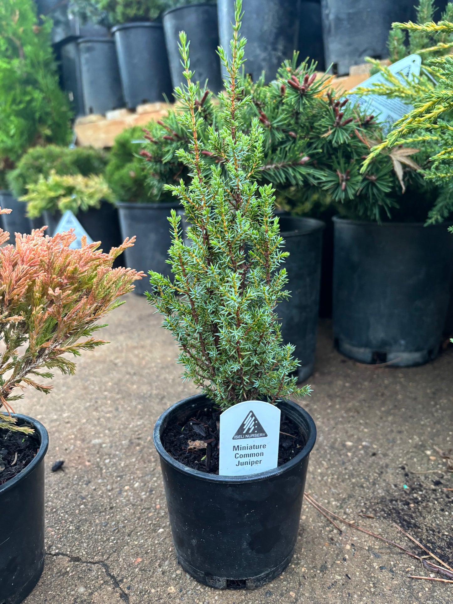 Fanciful Gardens Ultimate Conifer Color Package