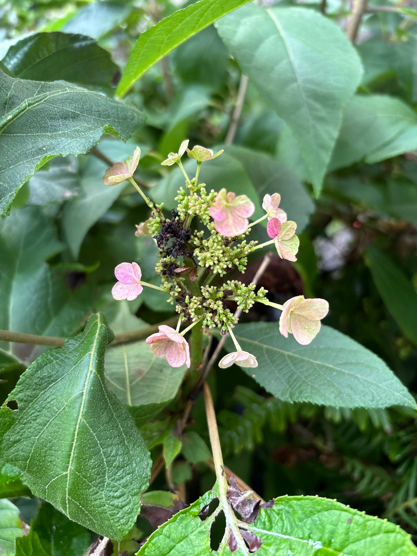 Munchkin Oakleaf Hydrangea