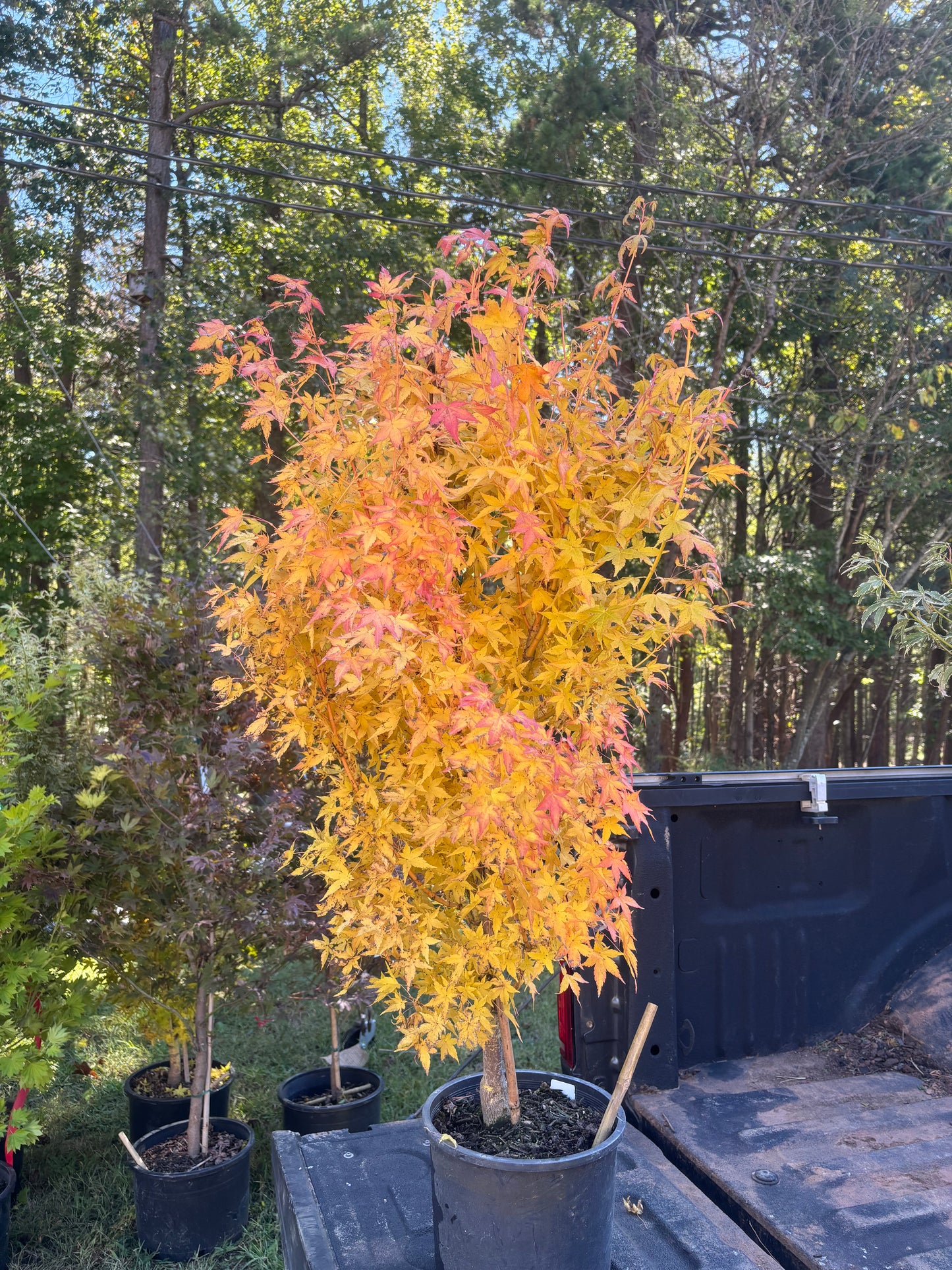 Acer palmatum 'Bihou'