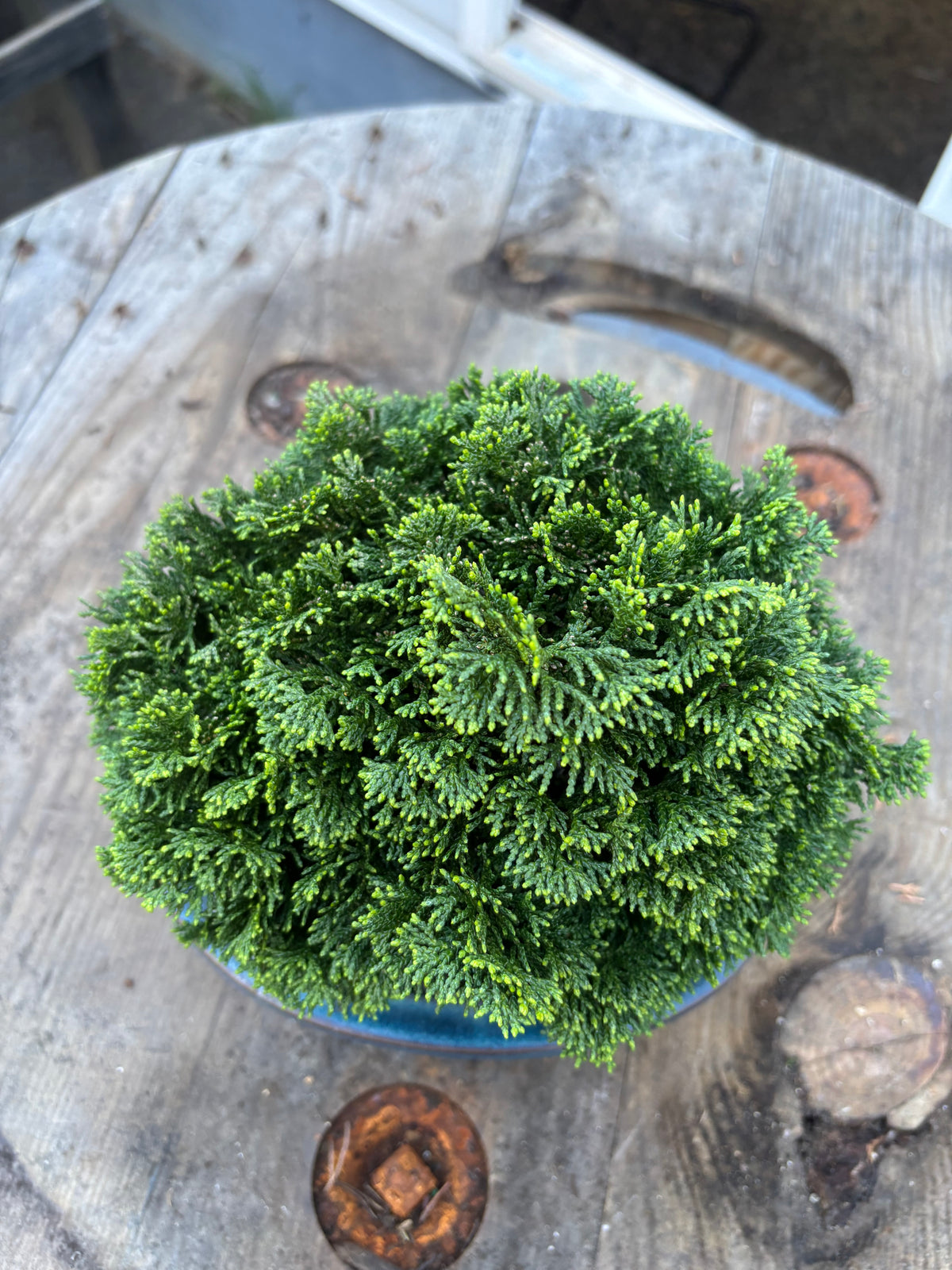 Chamaecyparis obtusa ‘Nana’ Ceramic Bonsai Starter Iseli
