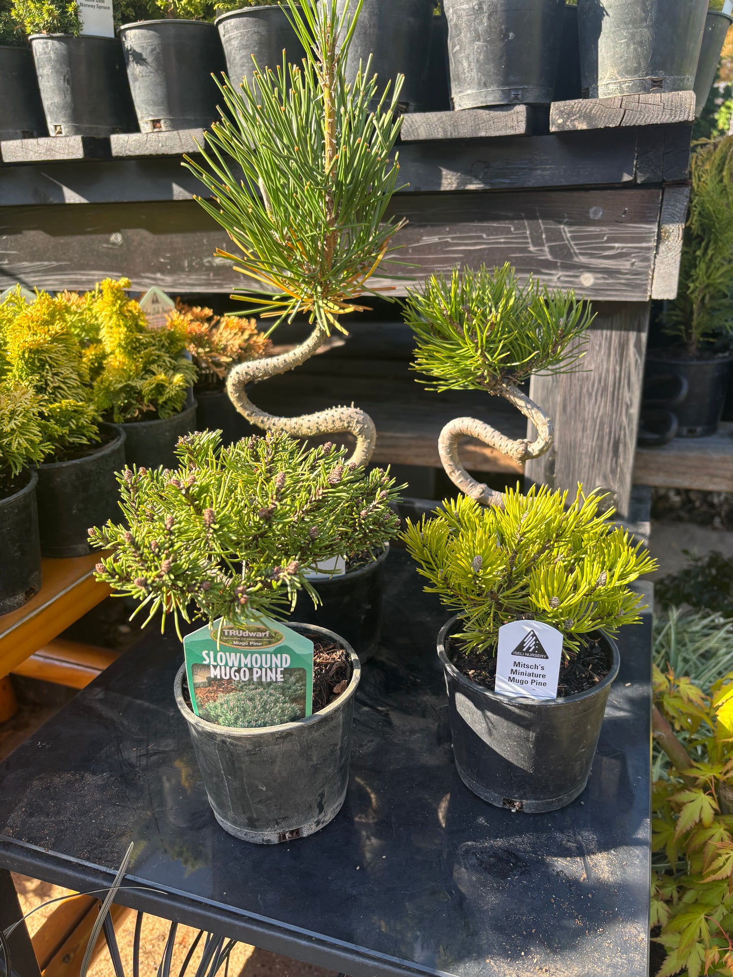 Pre bonsai pine package 4 count