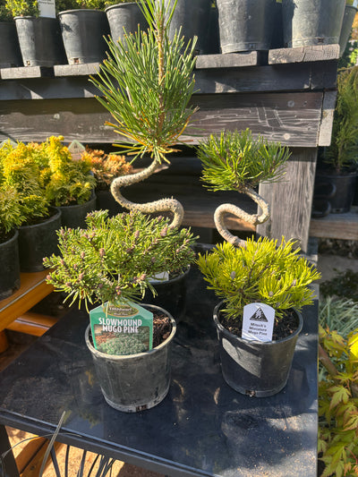 Pre bonsai pine package 4 count