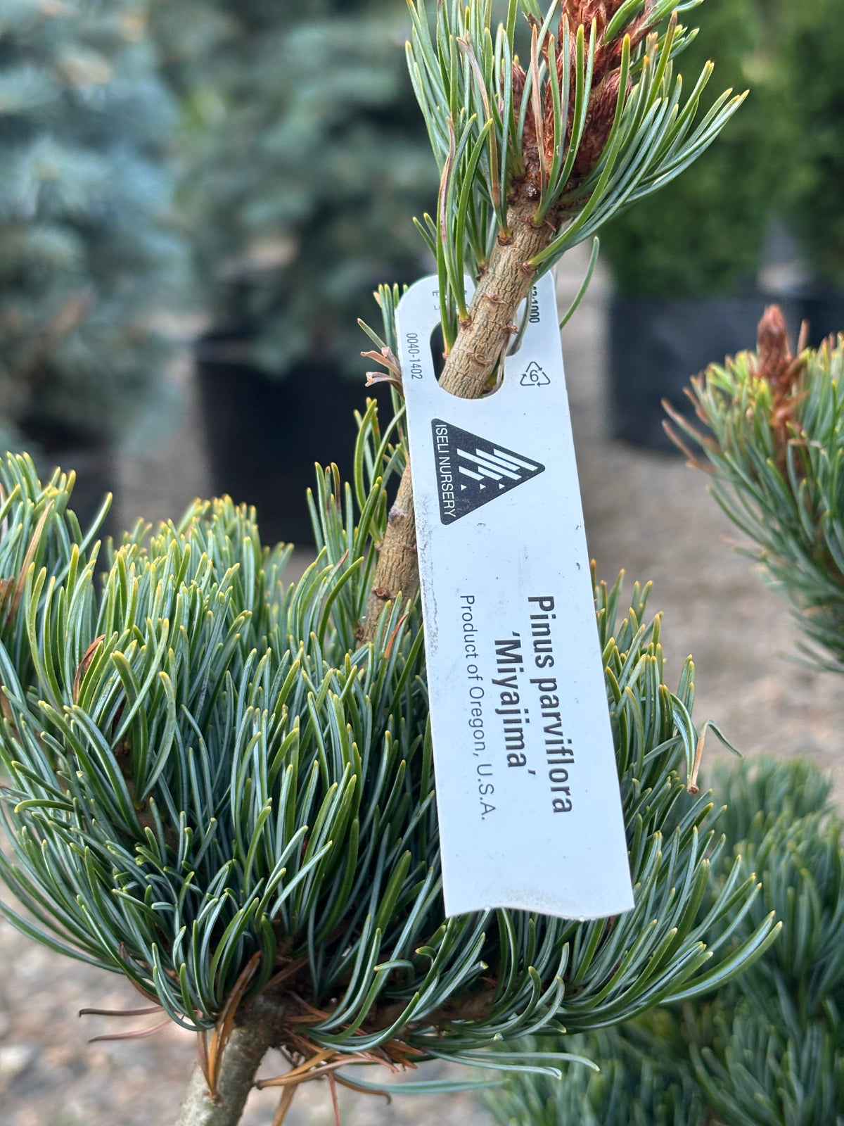 Pinus parviflora ‘Miyajima’