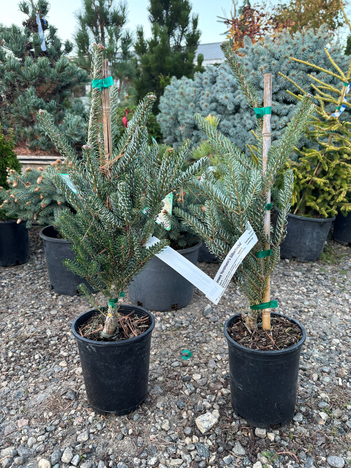 Abies koreana ‘Horstmann’s Silberlocke’