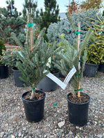 Abies koreana ‘Horstmann’s Silberlocke’
