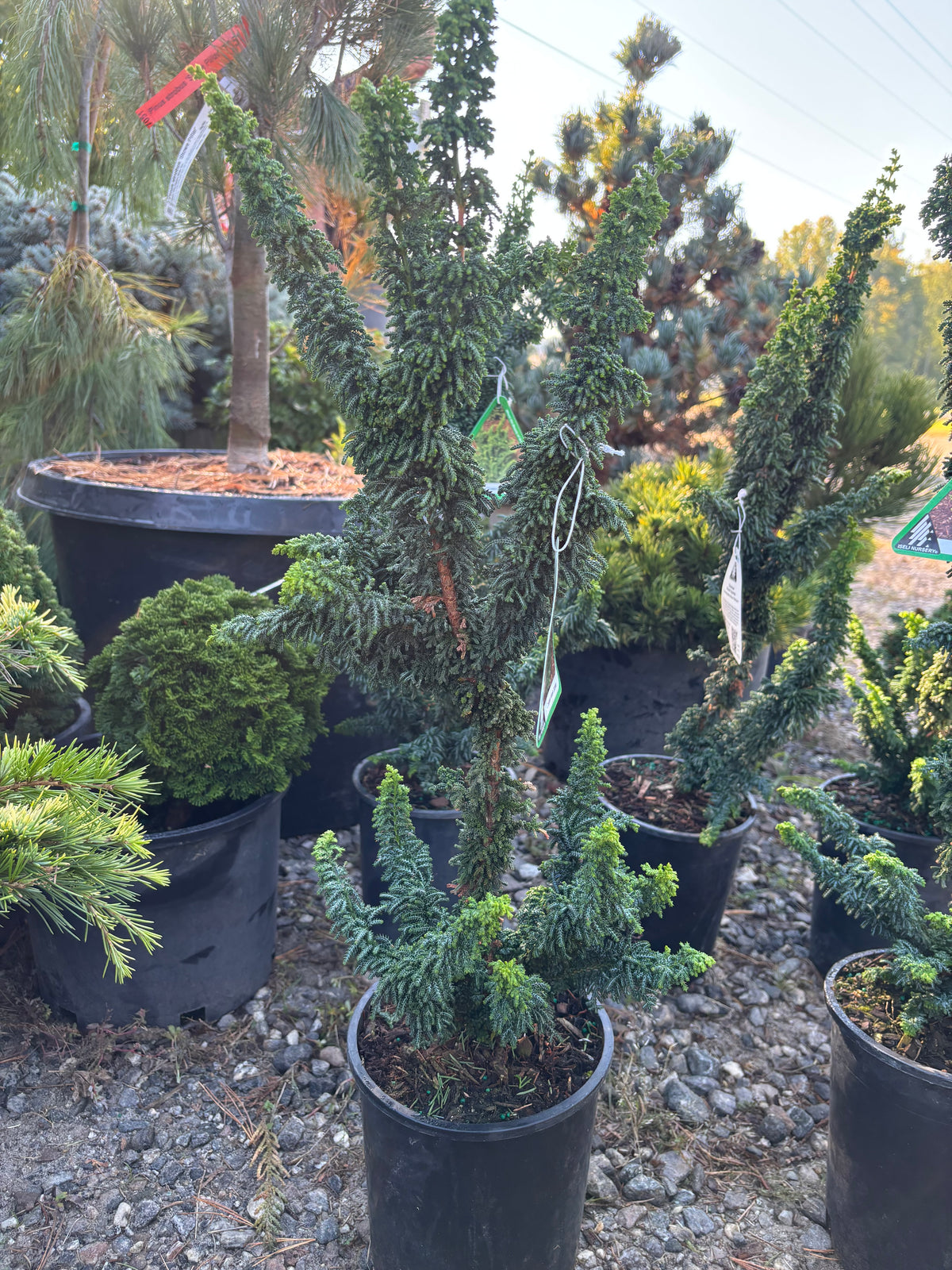 Chamaecyparis obtusa ‘Chirimen’