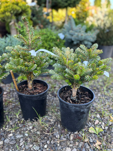 Abies koreana ‘Kohout’s Ice Breaker’