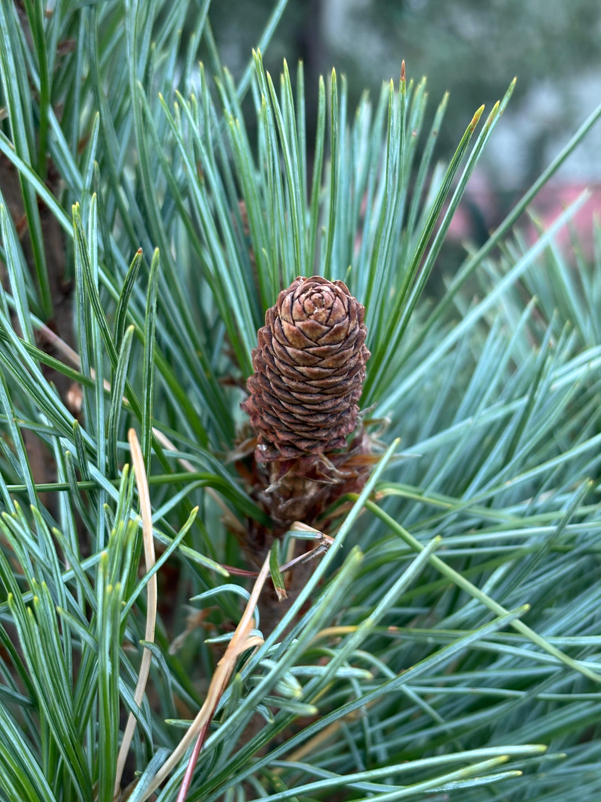 Pinus monticola ‘Snow White’