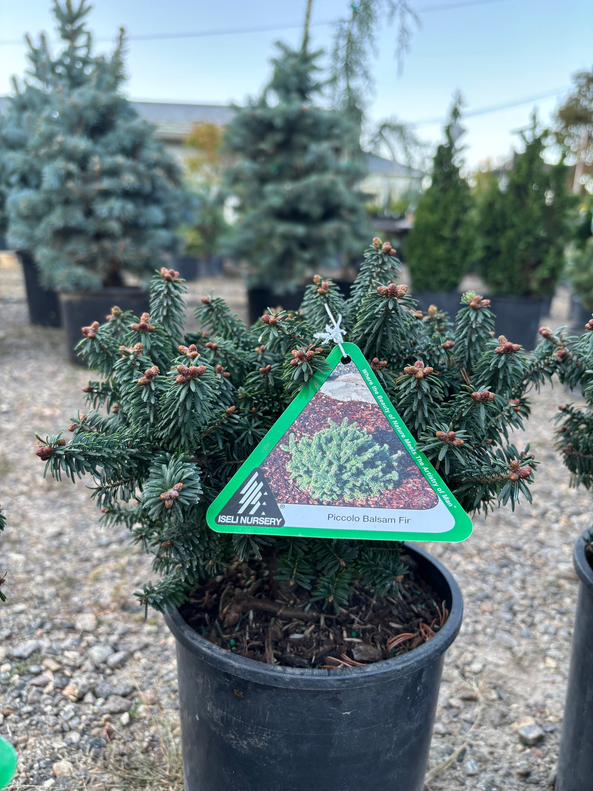 Piccolo Dwarf Balsam Fir