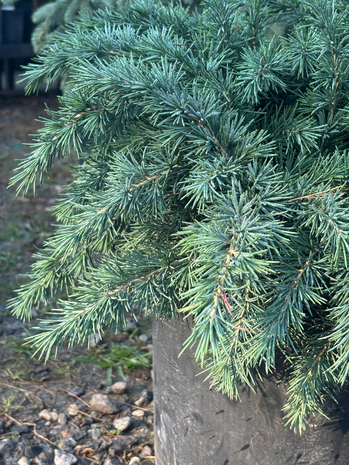 Cedrus deodara 'Prostrate Beauty'