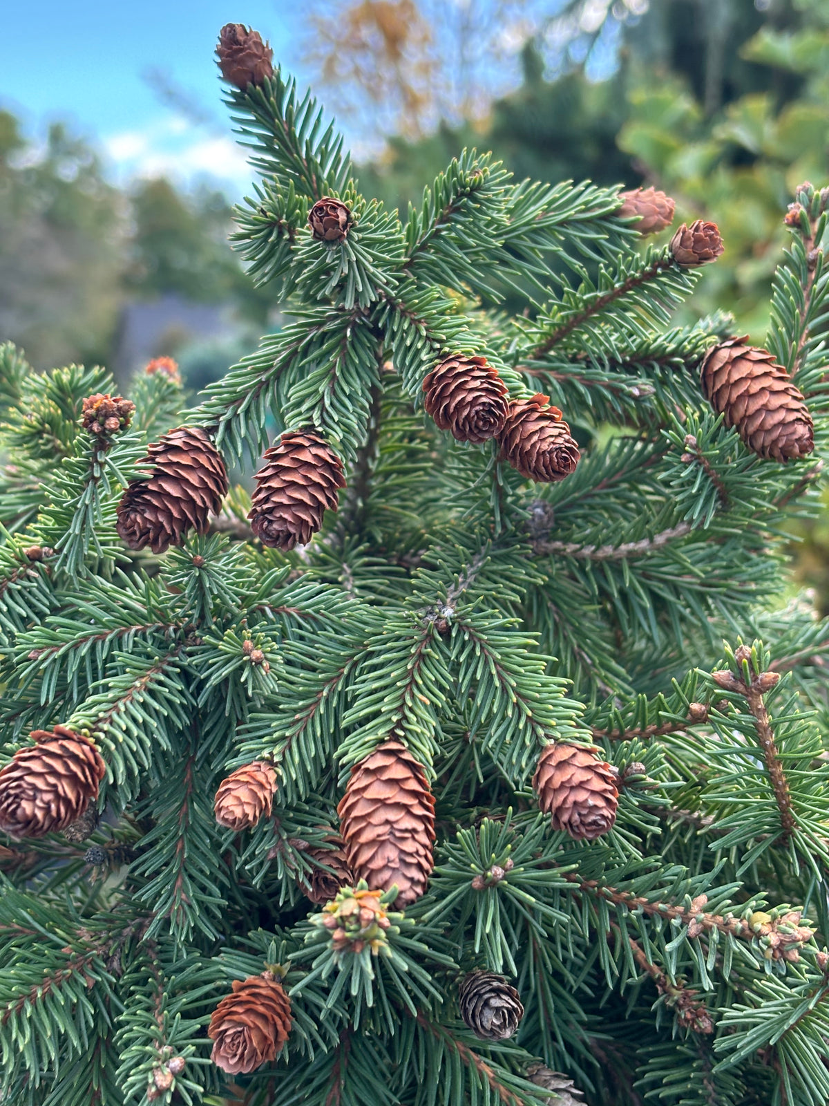 Picea abies ‘Pusch’