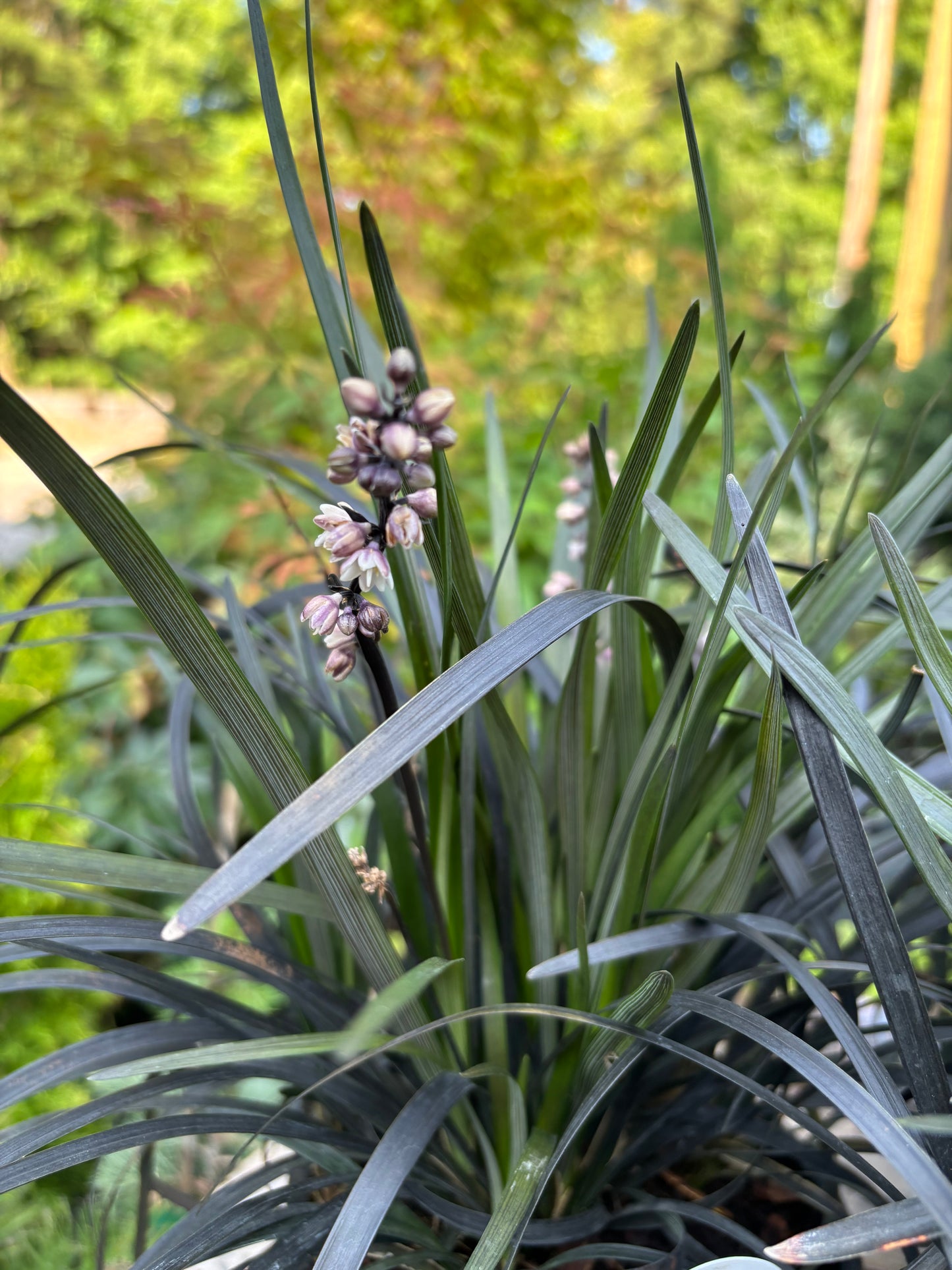 Black Mondo Grass Ophiopogon planiscapus ‘Nigrescens’
