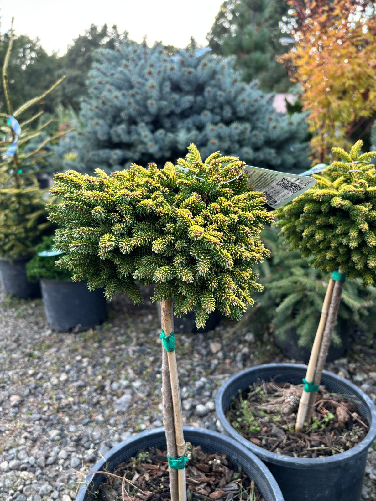 Picea orientalis ‘Tom Thumb’