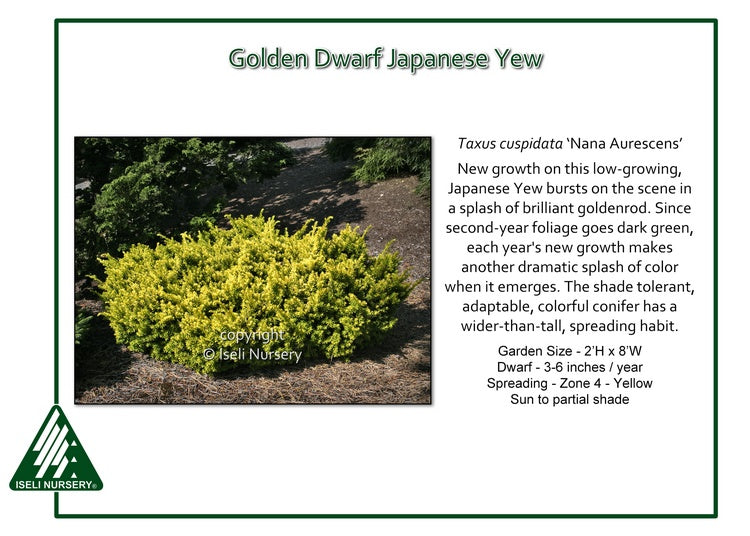 Taxus cuspidata ‘Nana Aurescens’      Golden Dwarf Japanese Yew