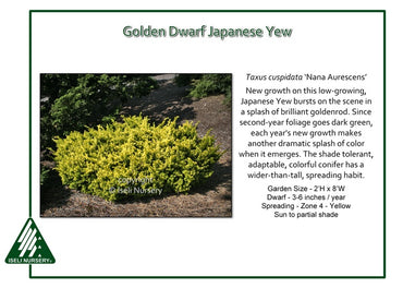 Taxus cuspidata ‘Nana Aurescens’      Golden Dwarf Japanese Yew