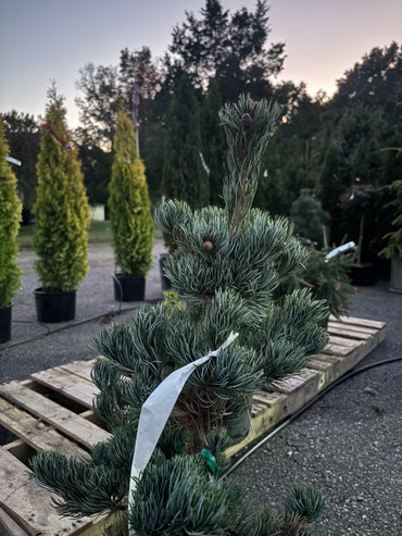 Pinus parviflora ‘Koru’
