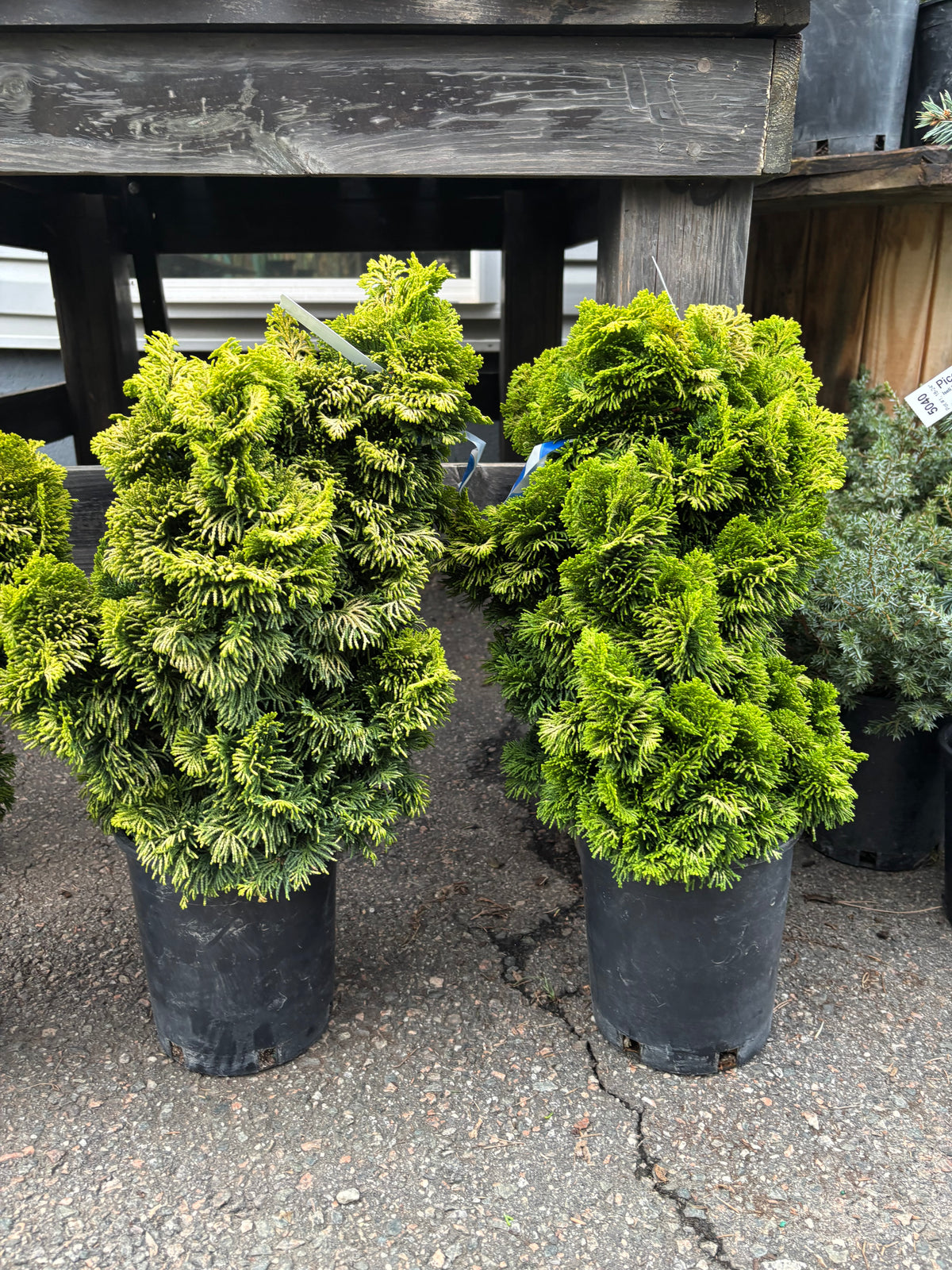‘Nana Lutea’ Golden Dwarf Hinoki Cypress (Chamaecyparis obtusa)