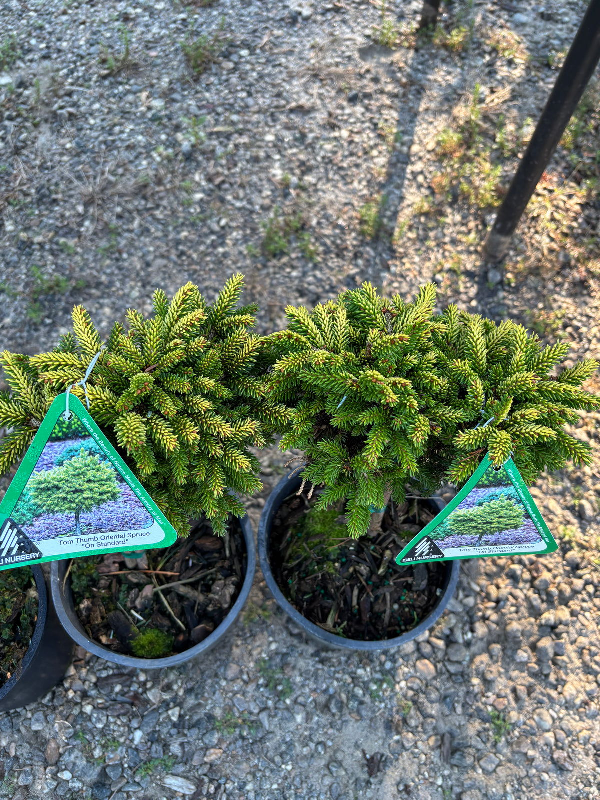 Picea orientalis ‘Tom Thumb’