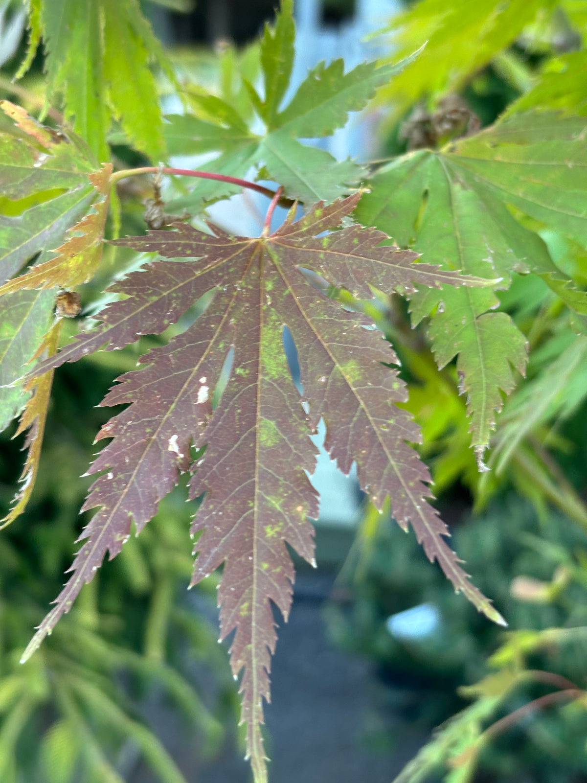 Arctic Jade® Maple – Jack Frost® Collection