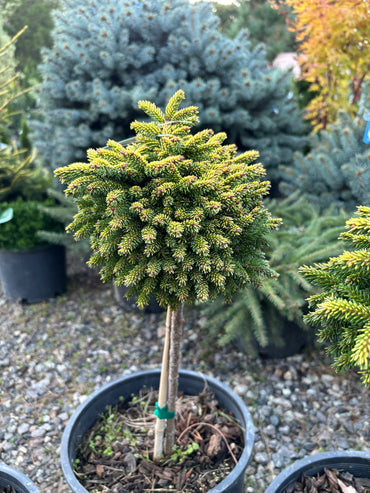Picea orientalis ‘Tom Thumb’