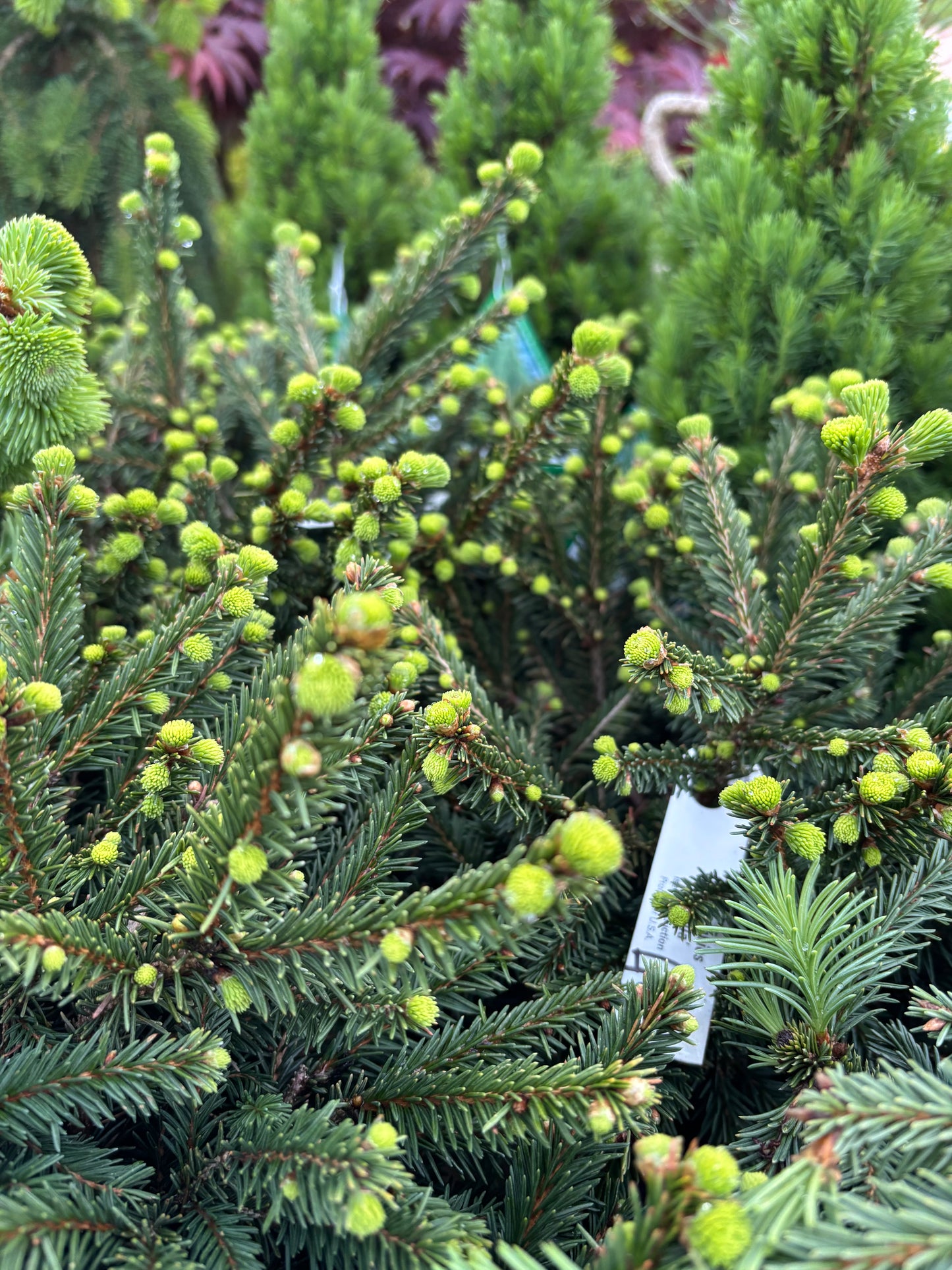 Picea Abies ‘pumilla’