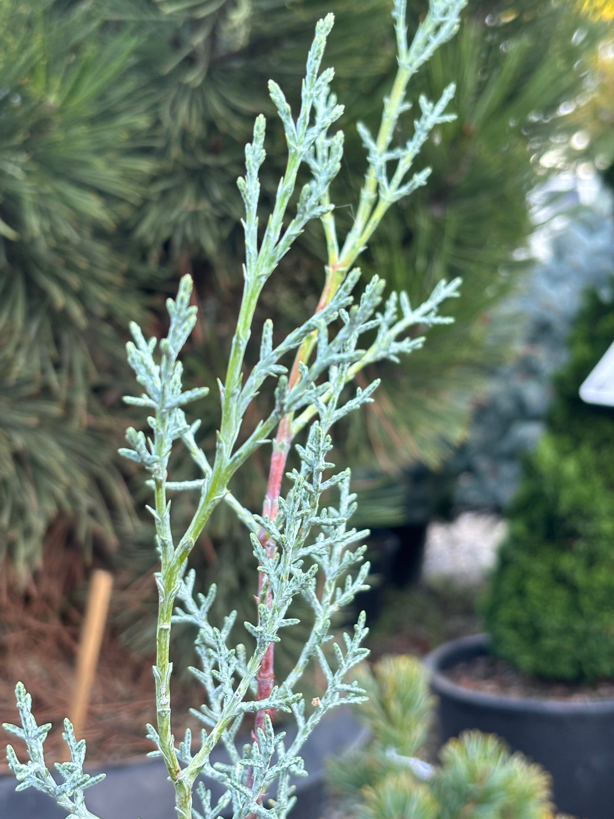 Blue Ice Arizona Cypress