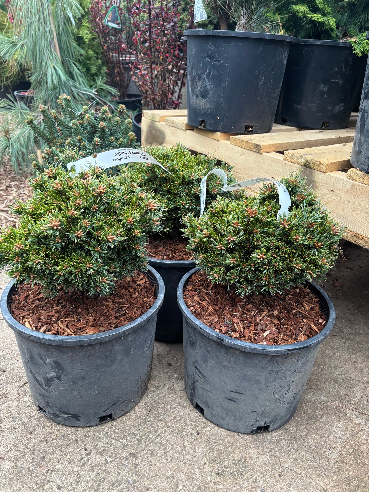 Pinus parviflora ‘Chibikko’