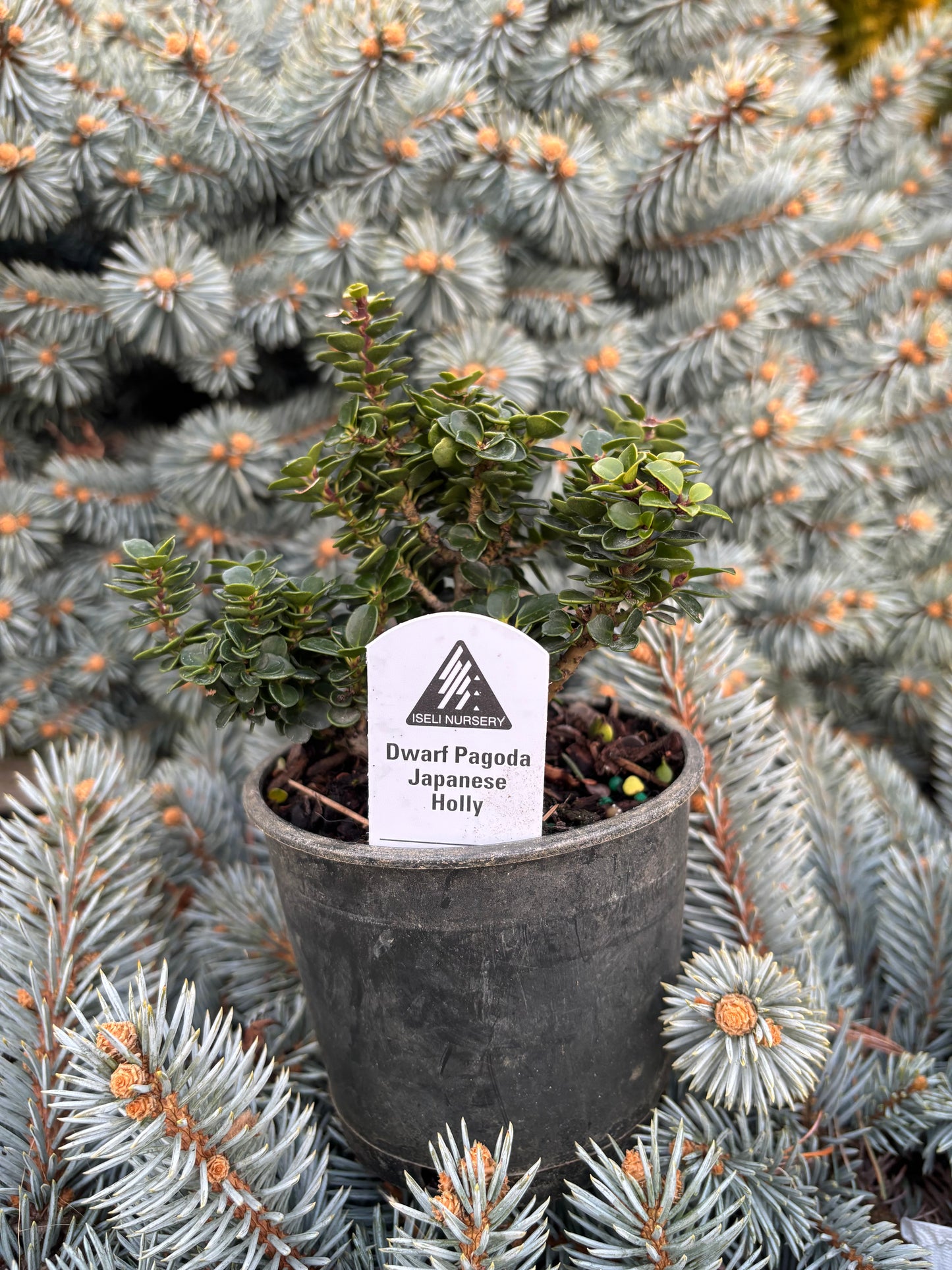 Ilex crenata ‘Dwarf Pagoda’