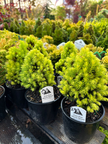 Picea glauca ‘Pixie Dust’