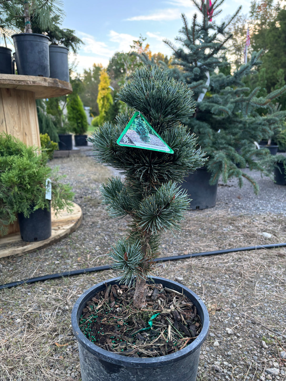 Pinus aristata 'Horstmann'